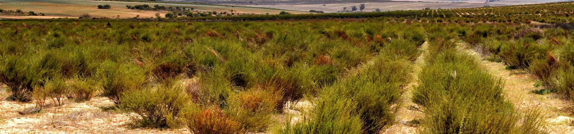 A vast field covered in lush green grass, showcasing the beauty of nature and tranquility.
